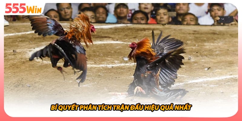 Đá Gà Cựa Sắt - Hướng Dẫn Luật Cơ Bản Để Tham Gia Trường Đấu 3 Bí quyết phân tích trận đấu hiệu quả nhất