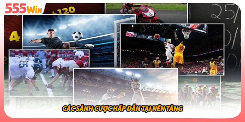 Thể Thao SABA Tổng Lược Nhà Phát Hành Thể Thao Uy Tín 2026 2 Các sảnh cược hấp dẫn tại nền tảng