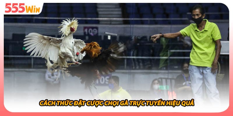 Đá Gà SV128 Sảnh Cược Chọi Chiến Kê Trực Tuyến Hấp Dẫn 3 Cách thức đặt cược chọi gà trực tuyến hiệu quả