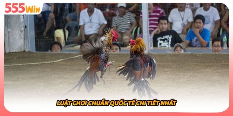 Đá Gà Cựa Sắt - Hướng Dẫn Luật Cơ Bản Để Tham Gia Trường Đấu 2 Luật chơi chuẩn quốc tế chi tiết nhất