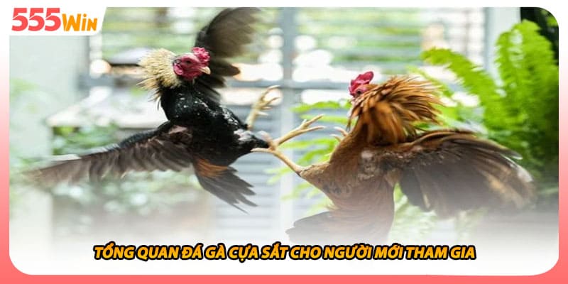 Đá Gà Cựa Sắt - Hướng Dẫn Luật Cơ Bản Để Tham Gia Trường Đấu 1 Tổng quan đá gà cựa sắt cho người mới tham gia