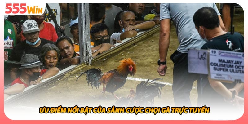 Đá Gà SV128 Sảnh Cược Chọi Chiến Kê Trực Tuyến Hấp Dẫn 2 Ưu điểm nổi bật của sảnh cược chọi gà trực tuyến