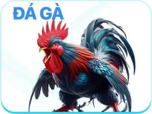 Đá gà 555win